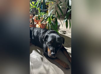 Katniss Rottweiler 8 Jahre alt
