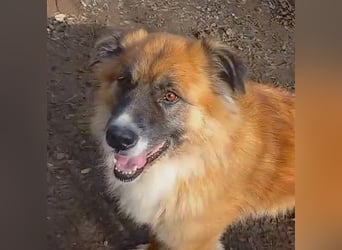 Ursu - freundlicher, verschmuster Herdenschutzhund Mix Rüde / z.Zt. noch in Rumänien