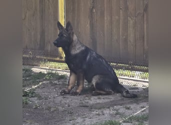 Dunkelgraue Schäferhunde aus Kör-u.Leistungzucht