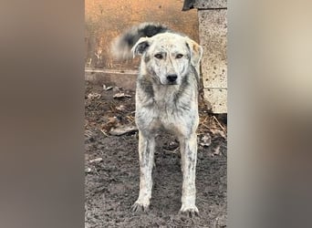 Molly - anfangs schüchterne, liebe und verschmuste Hündin/ zur Zeit noch in Rumänien