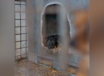 BATMAN-schüchterner Held auf 4 Pfoten sucht dich und sein Zuhause