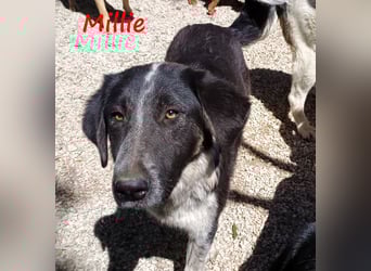 Millie geb. 09/2024 (GRC) - sanfte, verschmuste und verspielte Junghündin!