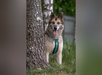 Soziale Lada sucht liebevolles Zuhause