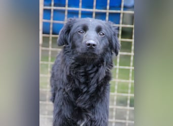 Schnuckelige DAYA hat das Potential zum Herzenshund