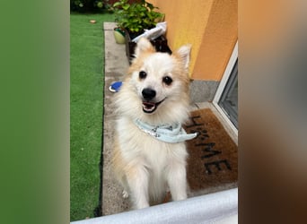 Alf SR – Freundlicher Spitz-Rüde sucht liebevolles Zuhause