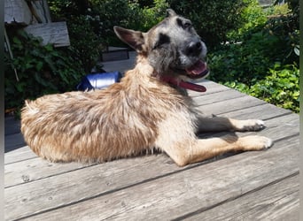 Molly, sucht ihre Menschen