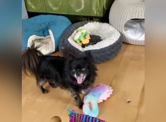 Tylor, menschenbezogen und katzenfreundlich