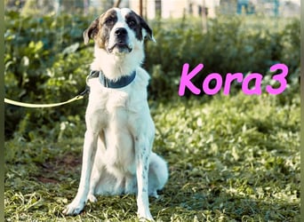 Kora3 08/2019 (ESP) - verspielte und kluge, hübsche Boxer-Mix Hündin!