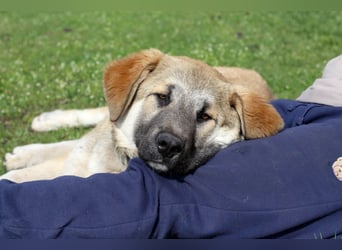 Hübscher Rufus sucht ein Zuhause
