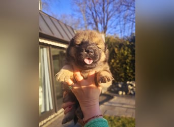 Eurasier