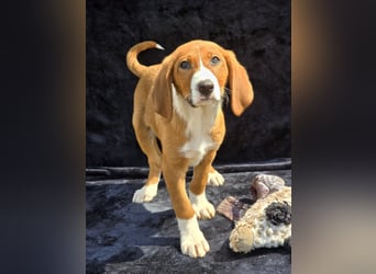 Viktor, einer von 5 Welpen die auf der Strasse zur Welt kamen