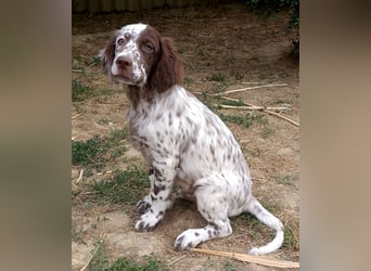 English setter Rüde