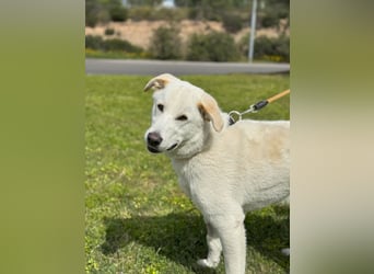 Lucio: Traumhund ohne Wenn und Aber