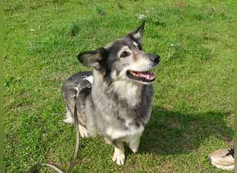 Mischa sucht ein neues Zuhause