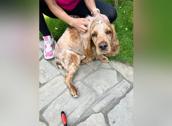 Toller Philipp sucht seine Familie!