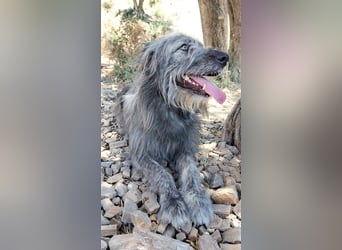 Balou wartet auf sein Für-Immer-Zuhause