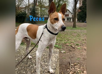 Pecas 05/2022 (in Deutschland) - frech, klug und bereit fürs Abenteuer!