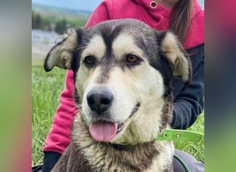 Nala, Husky Mischling