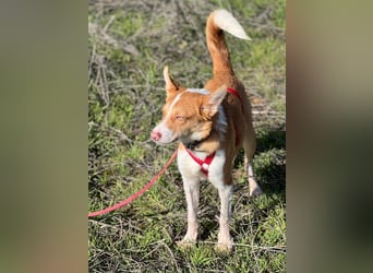 Timon (Spanien) – ein „kleiner Fuchs“, der Sie lächeln lässt