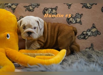 Wunderschöne & Freiatmende Englische Bulldogge Babys