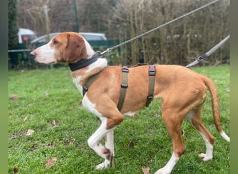 Moka Posavski Gonic Mischling Jagdhund Hündin sucht Zuhause für immer