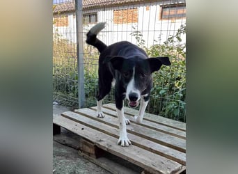 YASIN, Rüde, 1,5 Jahre, 55 cm, Mischling, Tierschutz