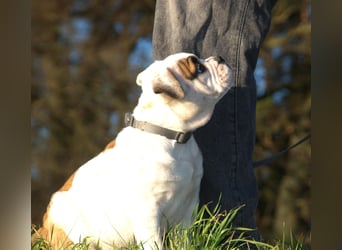 Englische Bulldog alternativ vom Zwieseltal