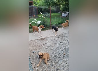 CHERIE - Zuckersüßes Mädchen sucht ihre Menschen