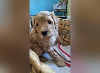 Labradoodlewelpen Rüden ab Mai abgabebereit