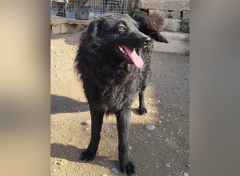 Duke ❤️ aufgeweckter, junger Kroat. Schäferhund-Mix-Bub!