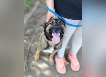 Die liebe Valentina sucht ein Zuhause !