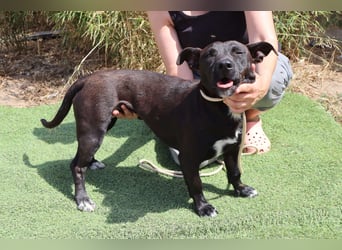 Cisco, Terrier-Mix, lieb und sozial