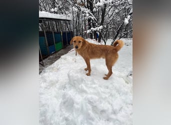 Kuckuck, wer schenkt Traumhund OLIVER ein liebevolles Zuhause?