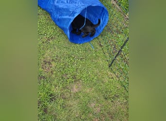 Riesenschnauzer schwarz Welpen des A-Wurf's am 02.07.25 gefallen