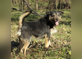 Bobek- ein Schatz zum lieb haben