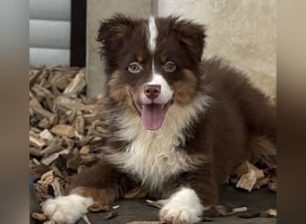 Tolle kleine Mini Australian Shepherd Welpen suchen Ihre Herzenfank