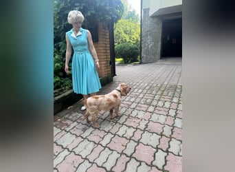 Hübscher Spaniel-Mischling PHILIPP sucht eine liebevolle Familie