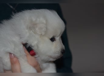 Japan Spitz Welpe