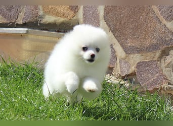 Zwei kleine Eisbären Zwergspitz Pomeranian suchen Kuschelpartner