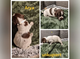 Griffon Korthals Vorstehhund Jagdhund