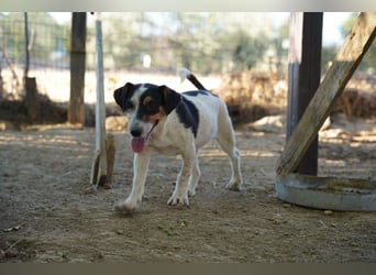 Ada