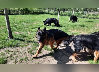 Langstockhaar Schäferhund  Rüde