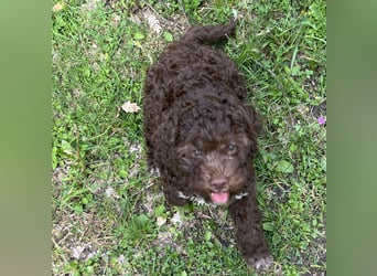Lagotto - ein Herz aus Locken und Liebe