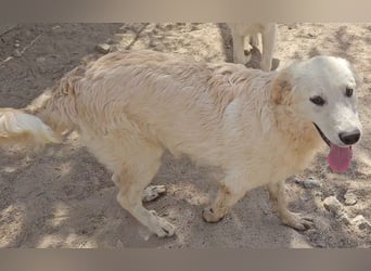 Casey: Sehnsucht nach Streichelhänden