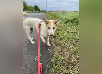 LEEBA - Ein Herz auf vier Pfoten sucht ihr Zuhause Zuhause oder Pflegestelle zum 06.09.2025 gesucht!