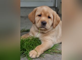 Edle Labrador Welpen (Schwarz/Foxred/Creme) mit Ahnentafel, Nachkommen von Champions