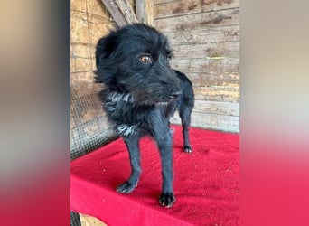 Luna, Schnauzer-Mix, Hündin, geb. 09.04.2024, ca. 40 cm, 8,6 kg