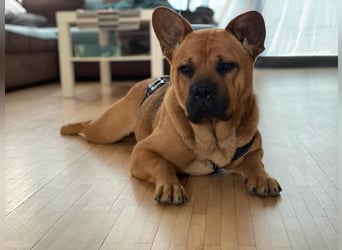 ZuHause gesucht für Jin