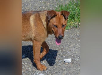 TILLY - sportliche, junge Hündin sucht Familie