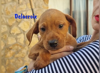 Delacroix 11/2022 (ESP) - verspielter, liebevoller und sportlicher Jagdhund-Mix Junghund!